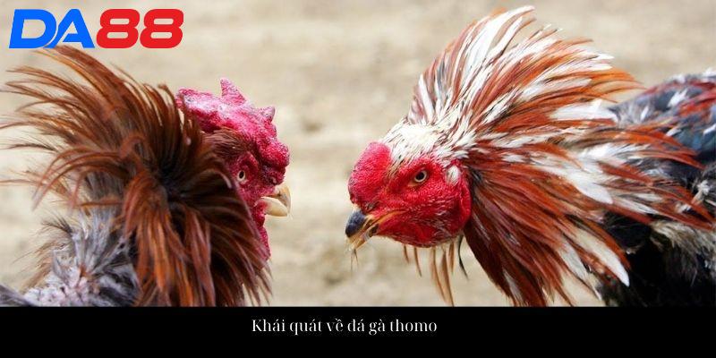 Khái quát về đá gà thomo