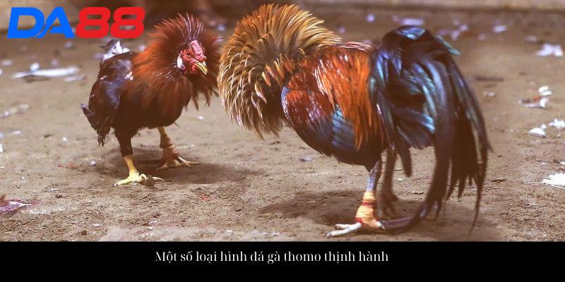 Một số loại hình đá gà thomo thịnh hành